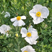 Romneya coulteri Poppy Seeds