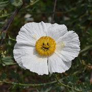 Romneya coulteri Poppy Seeds