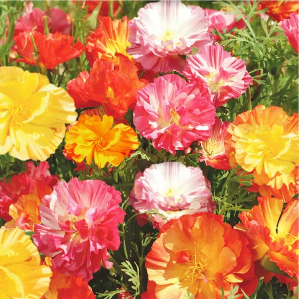 Ballerina Mix Poppy Seeds