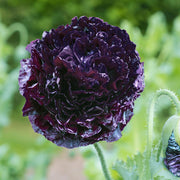 Black Poppy Seeds