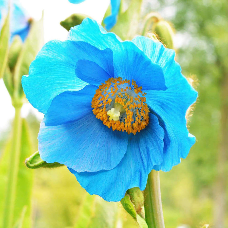 Blue Himalayan Poppy Seeds