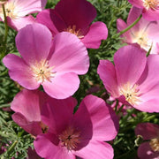 California Purple Gleam Poppy Seeds