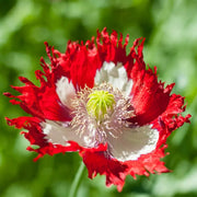 Danish Flag Poppy Seeds