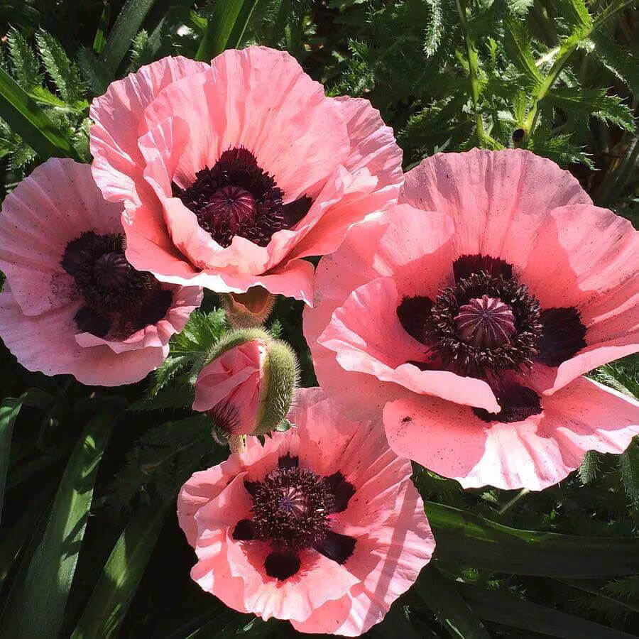 Pink Poppy Seeds