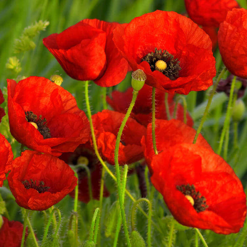 Red Papaver Poppy Seeds