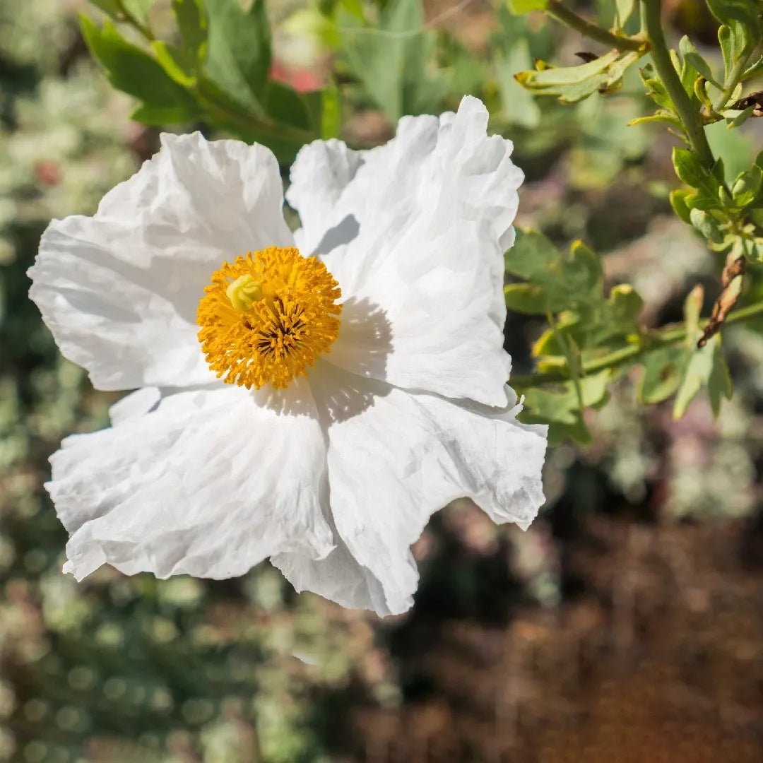 Romneya coulteri Poppy Seeds