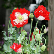 Danish Flag Poppy Seeds