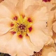 Cream Portulaca Seeds