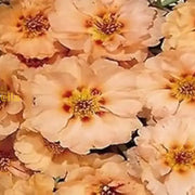 Cream Portulaca Seeds