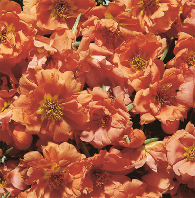 Cream Portulaca Seeds