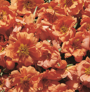 Cream Portulaca Seeds