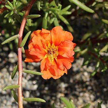 Orange Moss Rose Portulaca Seeds