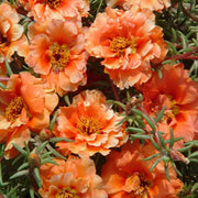 Orange Moss Rose Portulaca Seeds