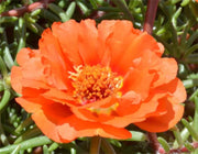 Orange Moss Rose Portulaca Seeds