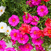 Purple Portulaca Seeds