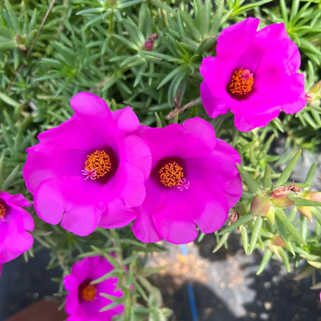Purple Portulaca Seeds