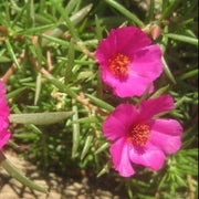 Purple Portulaca Seeds