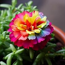Rainbow Portulaca Seeds