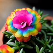 Rainbow Portulaca Seeds
