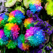 Rainbow Portulaca Seeds