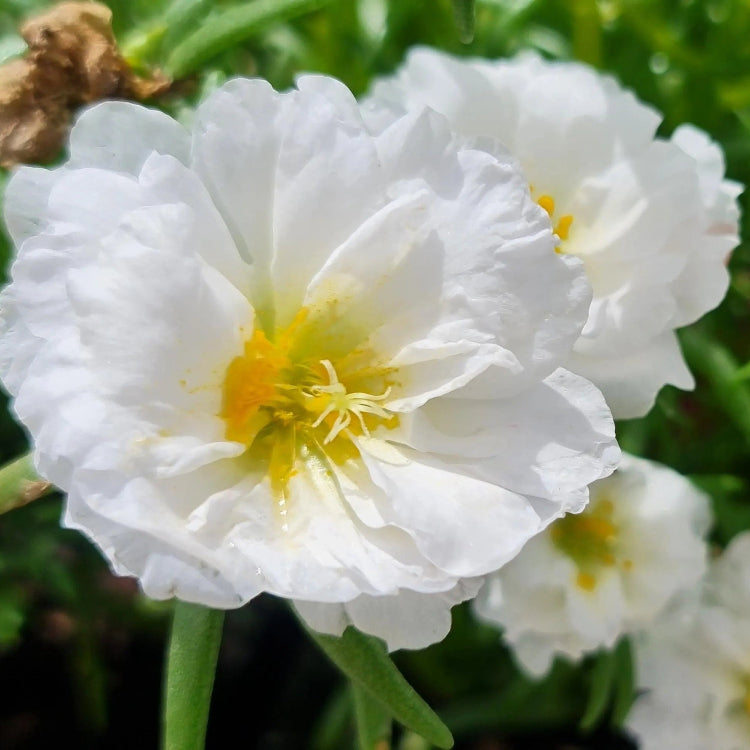White Portulaca Seeds