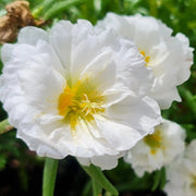 White Portulaca Seeds