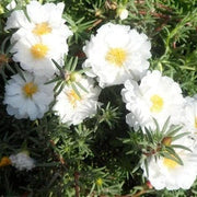 White Portulaca Seeds
