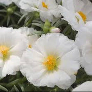 White Portulaca Seeds