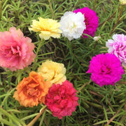Mixed Color Portulaca grandiflora Seeds