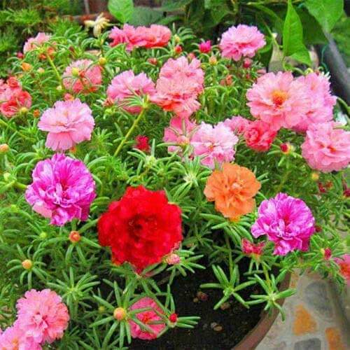 Mixed Color Portulaca grandiflora Seeds