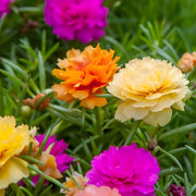 Mixed Color Portulaca grandiflora Seeds