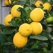Kagzi Lemon Seeds