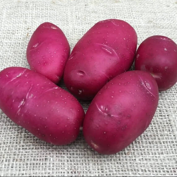 Dark Pink Potato Seeds