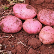 Red Potato Seeds
