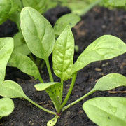 Potato Seeds - All In One For Home Gardens