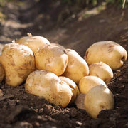 Potato Seeds - All In One For Home Gardens