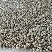 Potato Seeds - All In One For Home Gardens