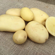 Cream Potato Seeds
