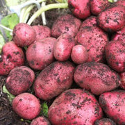 Red Potato Seeds