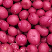 Dark Pink Potato Seeds