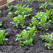 Non Seeds, Solanum tuberosum