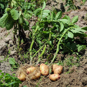 Non Seeds, Solanum tuberosum