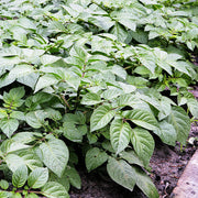 Non Seeds, Solanum tuberosum