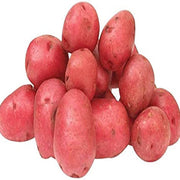 Red Potato Seeds