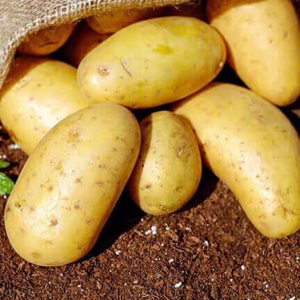 Solanum tuberosum Potato Seeds