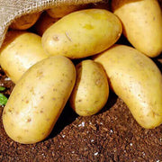 Solanum tuberosum Potato Seeds