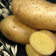 Solanum tuberosum Potato Seeds