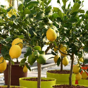 Potted Lemon Seeds