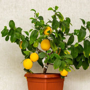 Potted Lemon Seeds
