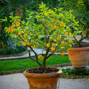 Potted Lemon Seeds